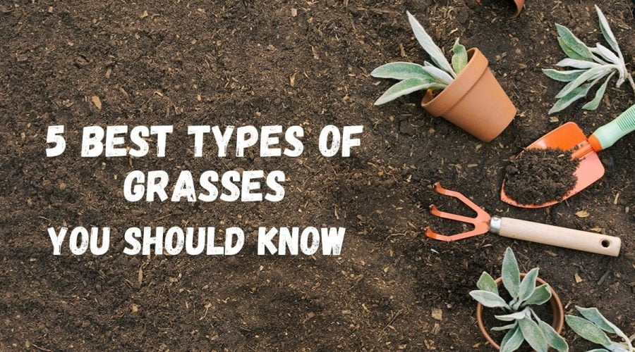 Types Of Grasses