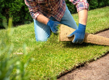 Sunlit Hopes In Verdant Spaces The Journey Of Council Growers SOD In St. Petersburg's Green Revolution